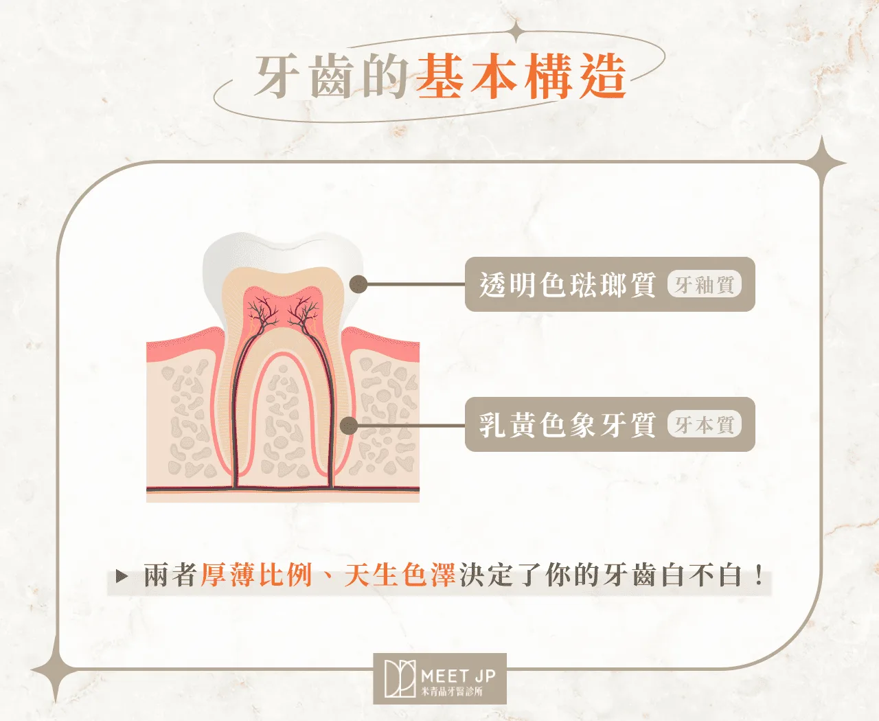 牙齒的基本構造