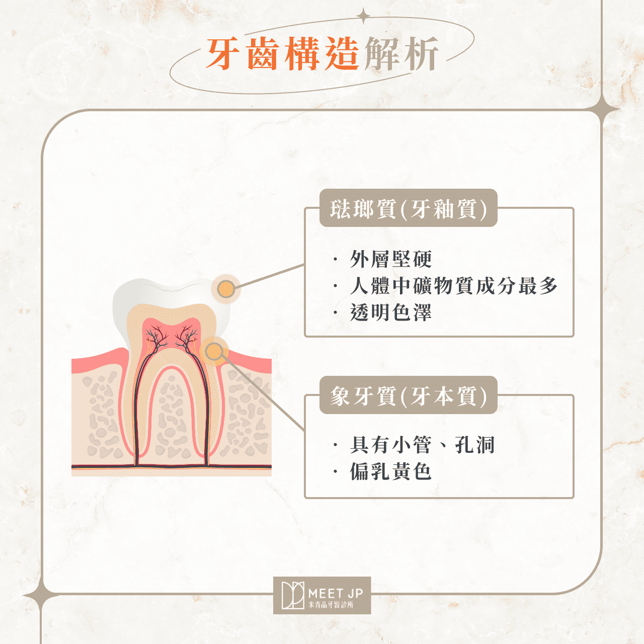 牙齒構造解析