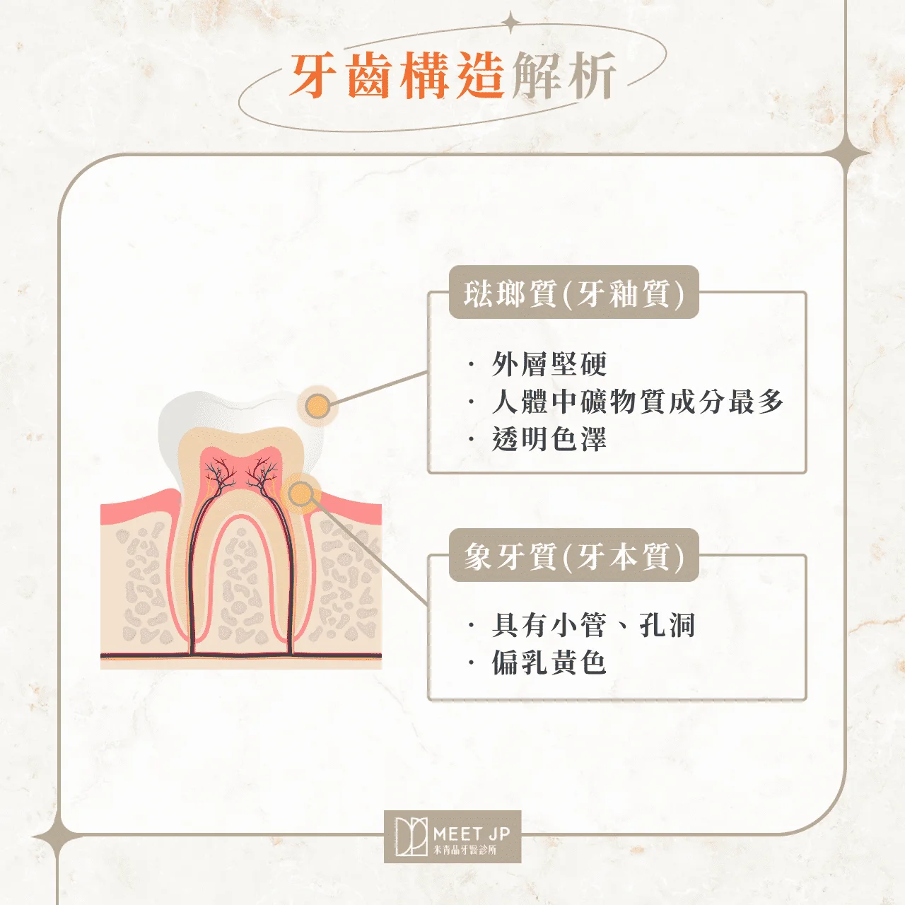 牙齒構造解析